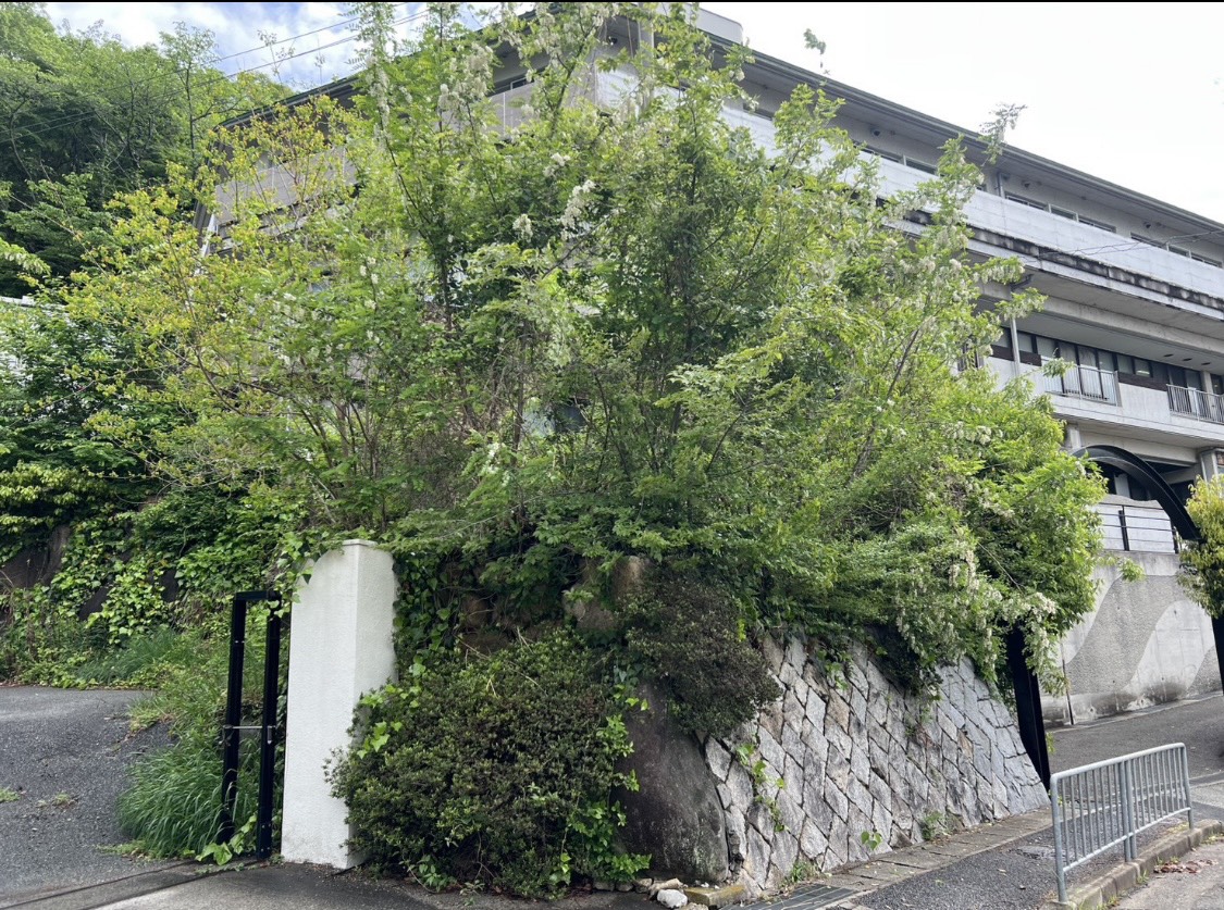 伐採・抜根の施工前の様子 1