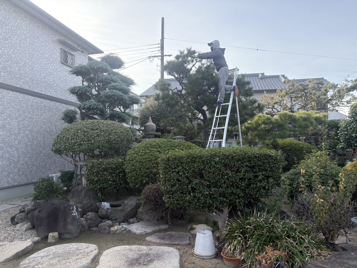 剪定・刈り込みの施工前の様子 1